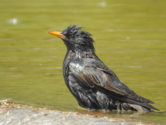 Sturnus vulgaris
