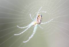 Leucauge argyrobapta