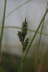 Carex buxbaumii