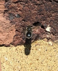Osmia caerulescens