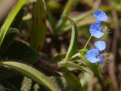 Commelina hirsuta
