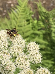 Spilomyia diophthalma