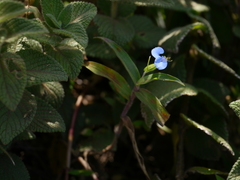 Commelina hirsuta