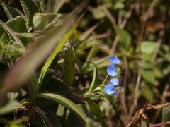Commelina hirsuta