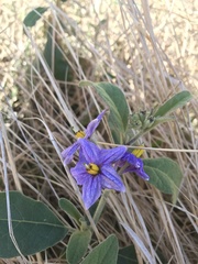 Solanum campylacanthum