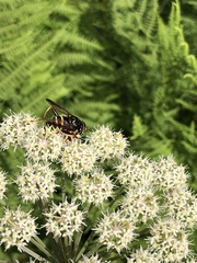 Spilomyia diophthalma