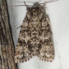 Acronicta impressa