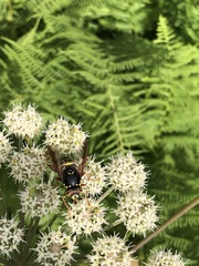 Spilomyia diophthalma