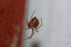 Theridiidae