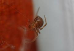 Theridiidae