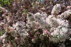 Malus