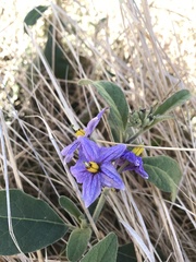 Solanum campylacanthum