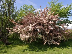 Malus