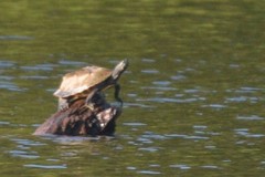 Graptemys ouachitensis