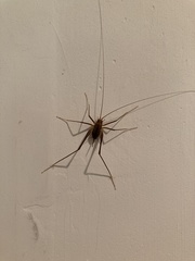 Euhadenoecus puteanus