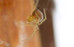Theridiidae