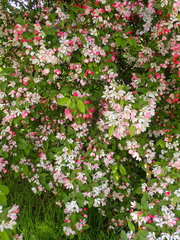 Malus