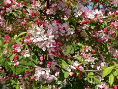 Malus