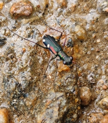 Prothyma assamensis