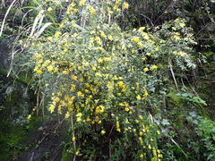 Hypericum geminiflorum