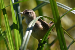 Cistothorus palustris