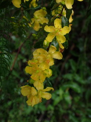 Hypericum geminiflorum