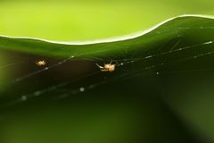Araneae
