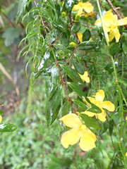 Hypericum geminiflorum