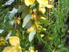 Hypericum geminiflorum