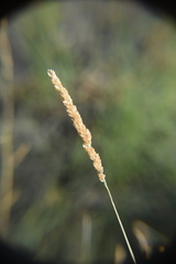 Sphenopholis obtusata