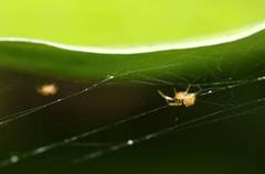 Araneae