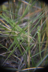 Sphenopholis obtusata