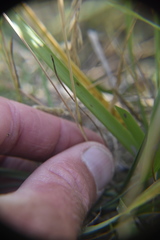 Sphenopholis obtusata