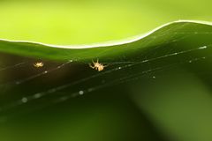 Araneae