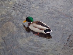 Anas platyrhynchos