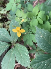 Chelidonium majus