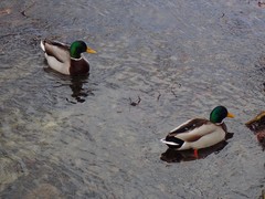 Anas platyrhynchos