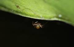 Araneae