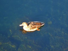 Anas platyrhynchos