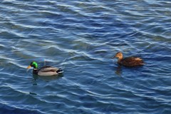 Anas platyrhynchos