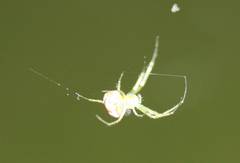 Leucauge