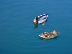 Anas platyrhynchos