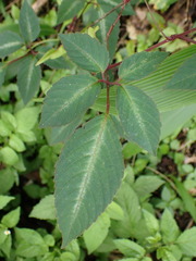 Pseudocayratia pengiana