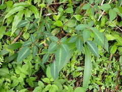 Pseudocayratia pengiana