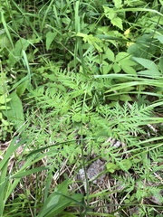 Conioselinum tataricum