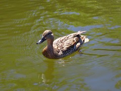 Anas platyrhynchos