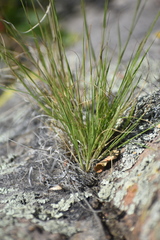 Aristida basiramea