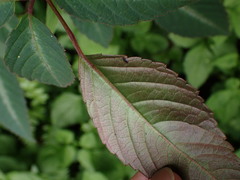 Pseudocayratia pengiana