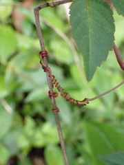 Pseudocayratia pengiana