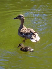 Anas platyrhynchos